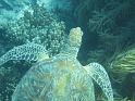 2011_Diving_the_Great_Barrier_Reef (24)